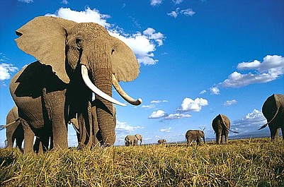Wojny o kość słoniową: Pierwszy krok do przodu