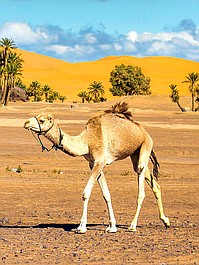 Wszystkie kolory świata 2: Sudan, między Nilem a pustynią (17)