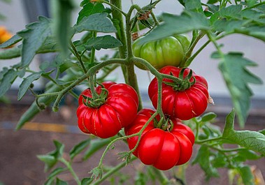 Z pola na stół 2 (1)