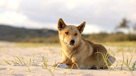 Zadziwiająca Australia: Nieposkromione puszcze (1)