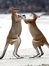 Zadziwiająca Australia: Dzikie wybrzeża (2)