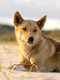 Zadziwiająca Australia: Nieposkromione puszcze (1)