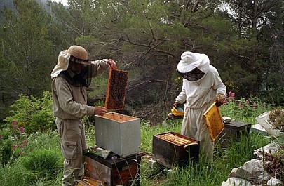 Zagadka zagłady pszczół