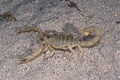 Zagadki świata zwierząt: Nocne światła skorpiona