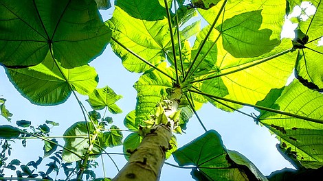 Zielona planeta (4)