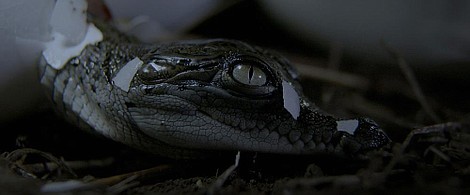 Ziemskie dziwy: Superbohaterowie (2)