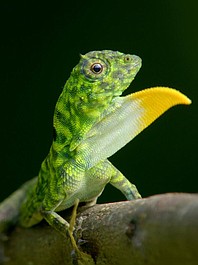 Ziemskie dziwy: Gangsterzy (6)