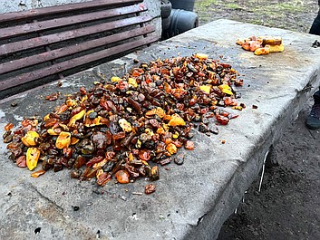 Złoto Bałtyku 6 (1)