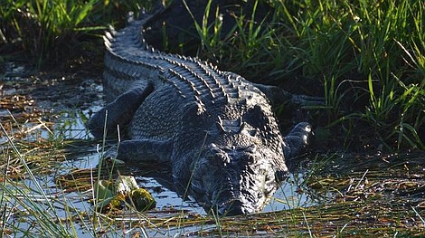 Złoto rzeki krokodyli: Uncja na godzinę