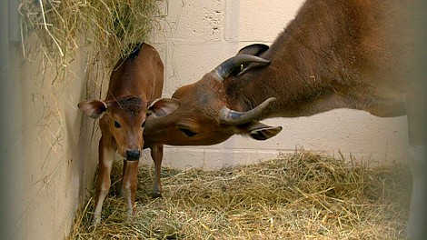 Zoo po godzinach (45)