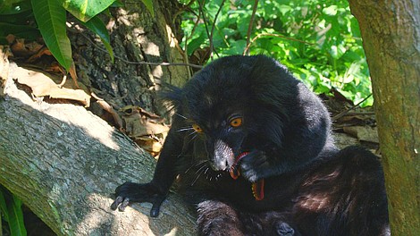 Zwierzęta takie jak my: Surykatki i szkoła przetrwania (3)