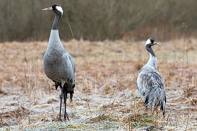 Zwierzęta Wajraka 2: Niebieskie żaby (3)