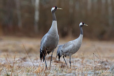 Zwierzęta Wajraka 2: Kolorowy przednówek (1)