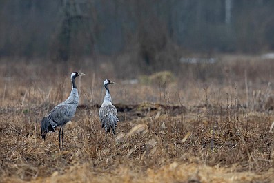 Zwierzęta Wajraka 2: Niebieskie żaby (3)