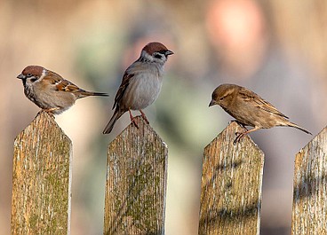 Zwierzęta Wajraka 2: Niebieskie żaby (3)