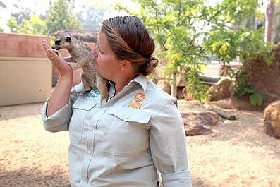 Zwierzęta z Taronga Zoo: Na ratunek koalom (3)
