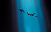 Blueback