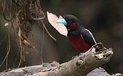 Natura w Jedynce: Borneo - cudowna dżungla