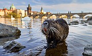 Natura w Jedynce: Dzika Praga