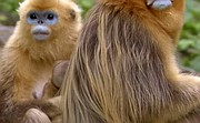 Natura w Jedynce: Dzikie imperium: Rokselany, złote małpy z Hubei (1/3)