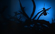 Natura w Jedynce: Królestwo mrówek