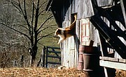 Lassie