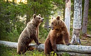 Natura w Jedynce: Włochy - ostatnie dzikie zakątki: Górscy władcy Małego Tybetu (1/6)