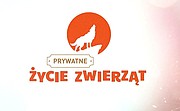 Prywatne życie zwierząt 14: Być małpą (1)